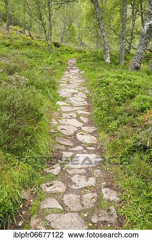 Footpath in birch forest, Craigellachie National Nature Reserve, Scotland, United Kingdom, Europe View Large Photo Image Stock Image - Footpath in birch forest, Craigellachie National Nature Reserve, Scotland, United Kingdom, Europe. Fotosearch
