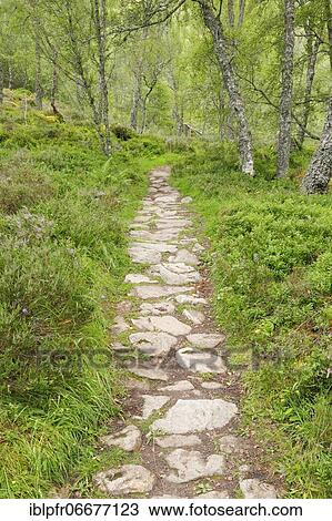 Footpath in birch forest, Craigellachie National Nature Reserve, Scotland, United Kingdom, Europe View Large Photo Image Stock Image - Footpath in birch forest, Craigellachie National Nature Reserve, Scotland, United Kingdom, Europe. Fotosearch