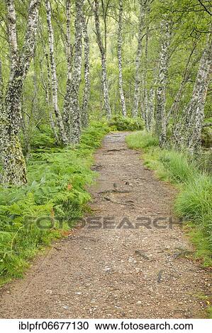 Footpath in birch forest, Craigellachie National Nature Reserve, Scotland, United Kingdom, Europe View Large Photo Image Stock Image - Footpath in birch forest, Craigellachie National Nature Reserve, Scotland, United Kingdom, Europe. Fotosearch