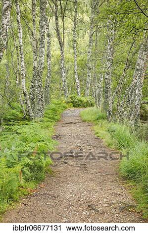Footpath in birch forest, Craigellachie National Nature Reserve, Scotland, United Kingdom, Europe View Large Photo Image Stock Image - Footpath in birch forest, Craigellachie National Nature Reserve, Scotland, United Kingdom, Europe. Fotosearch