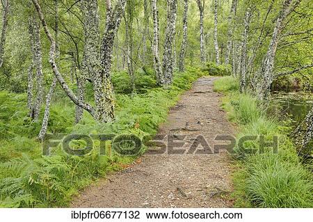 Stock Image - Footpath in birch forest, Craigellachie National Nature Reserve, Scotland, United Kingdom, Europe. Fotosearch