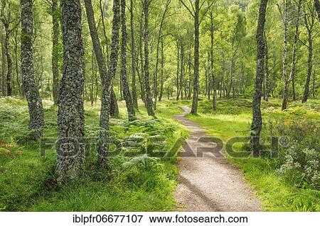 Footpath in birch forest, Craigellachie National Nature Reserve, Scotland, United Kingdom, Europe View Large Photo Image Stock Photo - Footpath in birch forest, Craigellachie National Nature Reserve, Scotland, United Kingdom, Europe. Fotosearch