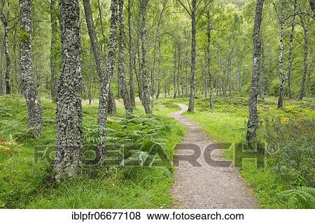 Footpath in birch forest, Craigellachie National Nature Reserve, Scotland, United Kingdom, Europe View Large Photo Image Stock Photo - Footpath in birch forest, Craigellachie National Nature Reserve, Scotland, United Kingdom, Europe. Fotosearch