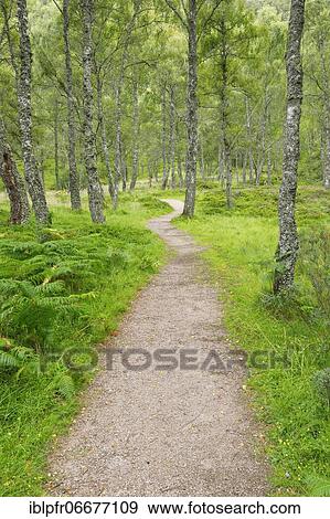 Footpath in birch forest, Craigellachie National Nature Reserve, Scotland, United Kingdom, Europe View Large Photo Image Stock Photo - Footpath in birch forest, Craigellachie National Nature Reserve, Scotland, United Kingdom, Europe. Fotosearch