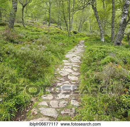 Stock Photo - Footpath in birch forest, Craigellachie National Nature Reserve, Scotland, United Kingdom, Europe. Fotosearch