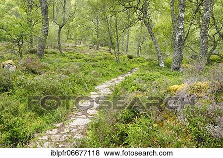 Footpath in birch forest, Craigellachie National Nature Reserve, Scotland, United Kingdom, Europe View Large Photo Image Stock Photo - Footpath in birch forest, Craigellachie National Nature Reserve, Scotland, United Kingdom, Europe. Fotosearch