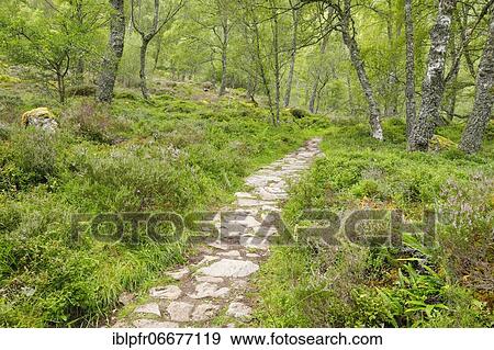 Footpath in birch forest, Craigellachie National Nature Reserve, Scotland, United Kingdom, Europe View Large Photo Image Stock Photo - Footpath in birch forest, Craigellachie National Nature Reserve, Scotland, United Kingdom, Europe. Fotosearch