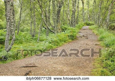 Footpath in birch forest, Craigellachie National Nature Reserve, Scotland, United Kingdom, Europe View Large Photo Image Stock Photo - Footpath in birch forest, Craigellachie National Nature Reserve, Scotland, United Kingdom, Europe. Fotosearch