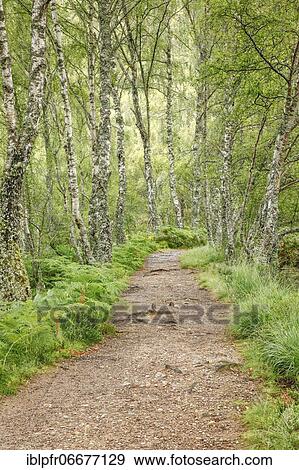 Footpath in birch forest, Craigellachie National Nature Reserve, Scotland, United Kingdom, Europe View Large Photo Image Stock Photo - Footpath in birch forest, Craigellachie National Nature Reserve, Scotland, United Kingdom, Europe. Fotosearch