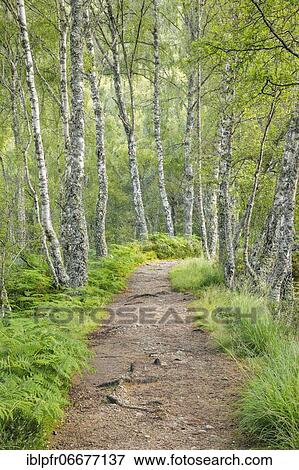 Footpath in birch forest, Craigellachie National Nature Reserve, Scotland, United Kingdom, Europe View Large Photo Image Stock Photo - Footpath in birch forest, Craigellachie National Nature Reserve, Scotland, United Kingdom, Europe. Fotosearch