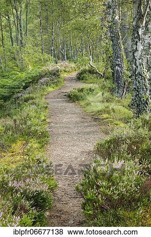 Footpath in birch forest, Craigellachie National Nature Reserve, Scotland, United Kingdom, Europe View Large Photo Image Stock Photo - Footpath in birch forest, Craigellachie National Nature Reserve, Scotland, United Kingdom, Europe. Fotosearch