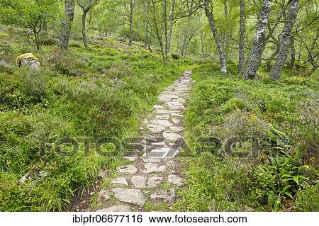 Footpath in birch forest, Craigellachie National Nature Reserve, Scotland, United Kingdom, Europe View Large Photo Image Stock Photograph - Footpath in birch forest, Craigellachie National Nature Reserve, Scotland, United Kingdom, Europe. Fotosearch
