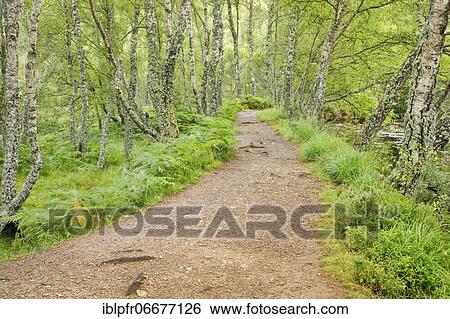 Footpath in birch forest, Craigellachie National Nature Reserve, Scotland, United Kingdom, Europe View Large Photo Image Stock Photograph - Footpath in birch forest, Craigellachie National Nature Reserve, Scotland, United Kingdom, Europe. Fotosearch