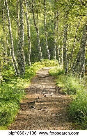 Footpath in birch forest, Craigellachie National Nature Reserve, Scotland, United Kingdom, Europe View Large Photo Image Stock Photograph - Footpath in birch forest, Craigellachie National Nature Reserve, Scotland, United Kingdom, Europe. Fotosearch