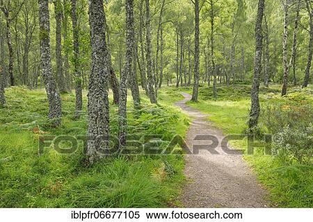 Stock Photography - Footpath in birch forest, Craigellachie National Nature Reserve, Scotland, United Kingdom, Europe. Fotosearch