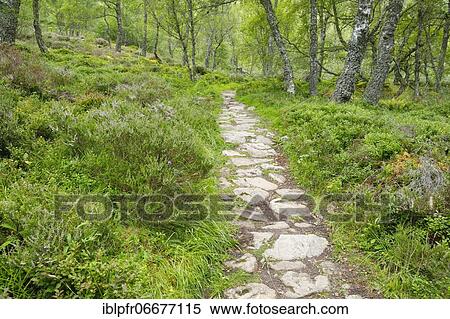 Footpath in birch forest, Craigellachie National Nature Reserve, Scotland, United Kingdom, Europe View Large Photo Image Stock Photography - Footpath in birch forest, Craigellachie National Nature Reserve, Scotland, United Kingdom, Europe. Fotosearch
