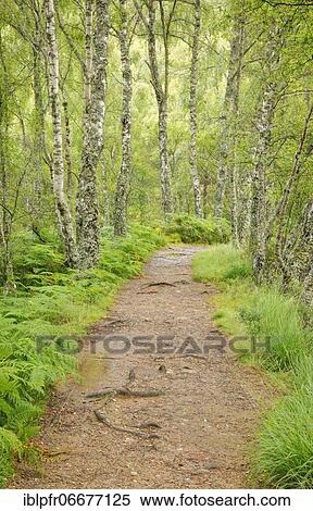 Footpath in birch forest, Craigellachie National Nature Reserve, Scotland, United Kingdom, Europe View Large Photo Image Stock Photography - Footpath in birch forest, Craigellachie National Nature Reserve, Scotland, United Kingdom, Europe. Fotosearch