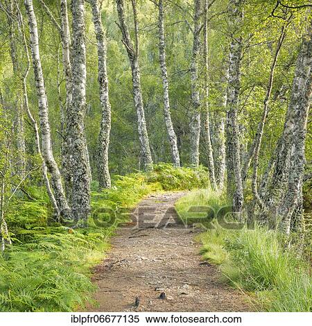 Footpath in birch forest, Craigellachie National Nature Reserve, Scotland, United Kingdom, Europe View Large Photo Image Stock Photography - Footpath in birch forest, Craigellachie National Nature Reserve, Scotland, United Kingdom, Europe. Fotosearch