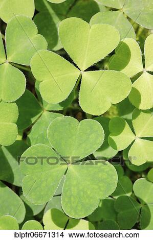 Forest clover, Switzerland, Europe View Large Photo Image Picture - Forest clover, Switzerland, Europe. Fotosearch