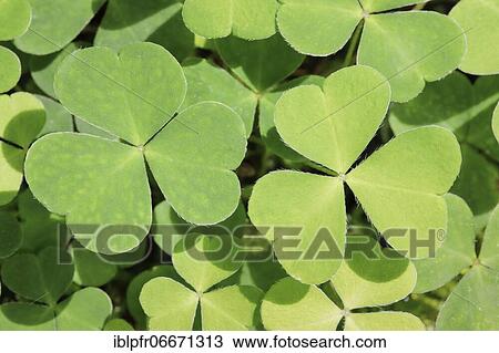 Forest clover, Switzerland, Europe View Large Photo Image Stock Image - Forest clover, Switzerland, Europe. Fotosearch