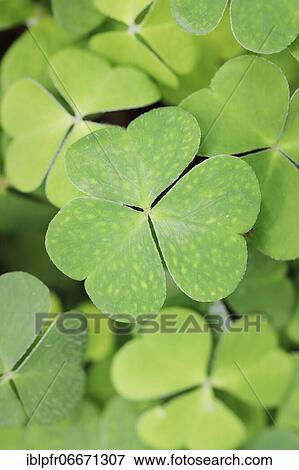 Forest clover, Switzerland, Europe View Large Photo Image Stock Photo - Forest clover, Switzerland, Europe. Fotosearch