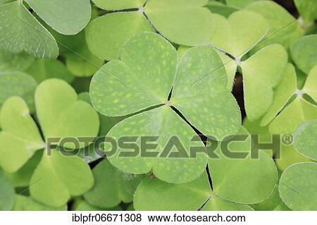 Forest clover, Switzerland, Europe View Large Photo Image Stock Photo - Forest clover, Switzerland, Europe. Fotosearch