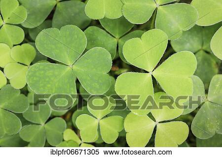 Stock Photography - Forest clover, Switzerland, Europe. Fotosearch