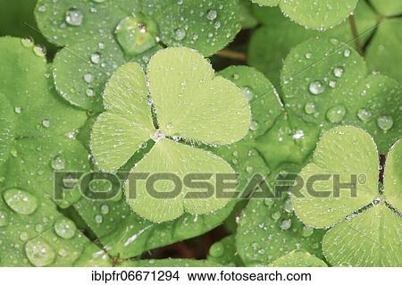 Forest clover with water drop, Switzerland, Europe View Large Photo Image Picture - Forest clover with water drop, Switzerland, Europe. Fotosearch