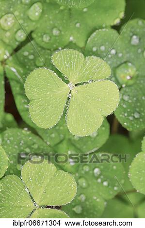 Forest clover with water drop, Switzerland, Europe View Large Photo Image Picture - Forest clover with water drop, Switzerland, Europe. Fotosearch