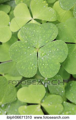 Forest clover with water drop, Switzerland, Europe View Large Photo Image Stock Image - Forest clover with water drop, Switzerland, Europe. Fotosearch