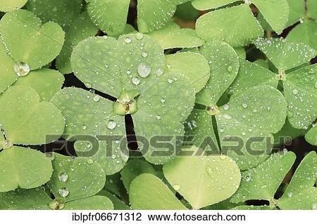Forest clover with water drop, Switzerland, Europe View Large Photo Image Stock Image - Forest clover with water drop, Switzerland, Europe. Fotosearch