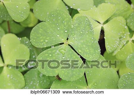 Forest clover with water drop, Switzerland, Europe View Large Photo Image Stock Photo - Forest clover with water drop, Switzerland, Europe. Fotosearch