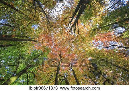 Forest in autumn, Switzerland, Europe View Large Photo Image Stock Image - Forest in autumn, Switzerland, Europe. Fotosearch