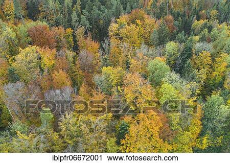 Forest in fall, Switzerland, Europe View Large Photo Image Stock Image - Forest in fall, Switzerland, Europe. Fotosearch