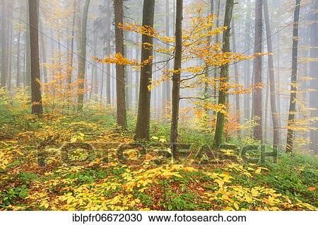 Forest in fog, Switzerland, Europe View Large Photo Image Stock Image - Forest in fog, Switzerland, Europe. Fotosearch