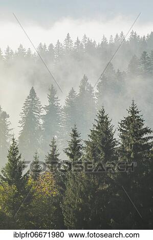 Forest in the fog, Canton Zug Switzerland View Large Photo Image Stock Image - Forest in the fog, Canton Zug Switzerland. Fotosearch