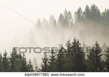 Forest in the fog, Canton Zug Switzerland View Large Photo Image Stock Image - Forest in the fog, Canton Zug Switzerland. Fotosearch