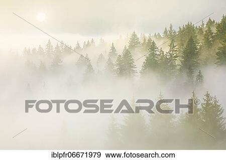 Forest in the fog, Canton Zug Switzerland View Large Photo Image Stock Photo - Forest in the fog, Canton Zug Switzerland. Fotosearch