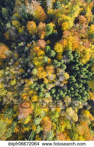 Forest lined road in autumn, Zurich Oberland, Switzerland, Europe View Large Photo Image Picture - Forest lined road in autumn, Zurich Oberland, Switzerland, Europe. Fotosearch
