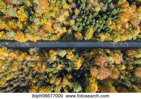 Stock Image - Forest lined road in autumn, Zurich Oberland, Switzerland, Europe. Fotosearch