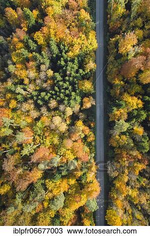 Forest lined road in autumn, Zurich Oberland, Switzerland, Europe View Large Photo Image Stock Image - Forest lined road in autumn, Zurich Oberland, Switzerland, Europe. Fotosearch