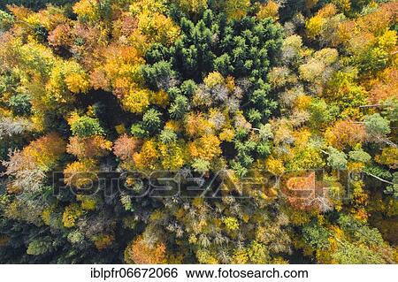 Forest lined road in autumn, Zurich Oberland, Switzerland, Europe View Large Photo Image Stock Photograph - Forest lined road in autumn, Zurich Oberland, Switzerland, Europe. Fotosearch