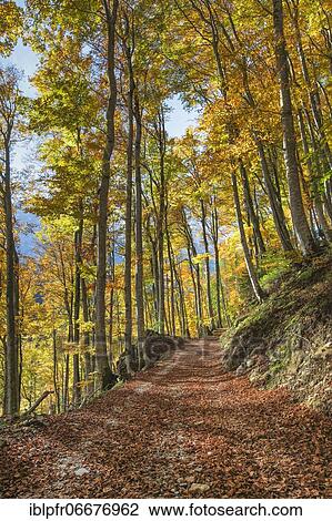 Forest path in beech forest, Switzerland, Europe View Large Photo Image Stock Image - Forest path in beech forest, Switzerland, Europe. Fotosearch