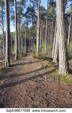 Forest path through pine forest in Cairngorms NP, Scotland, Great Britain View Large Photo Image Stock Photo - Forest path through pine forest in Cairngorms NP, Scotland, Great Britain. Fotosearch