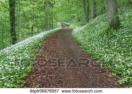 Forest path with blooming wild garlic, Switzerland, Europe View Large Photo Image Stock Photo - Forest path with blooming wild garlic, Switzerland, Europe. Fotosearch