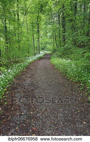 Forest path with blooming wild garlic, Switzerland, Europe View Large Photo Image Stock Photo - Forest path with blooming wild garlic, Switzerland, Europe. Fotosearch
