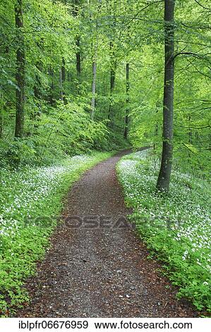 Forest path with blooming wild garlic, Switzerland, Europe View Large Photo Image Stock Photo - Forest path with blooming wild garlic, Switzerland, Europe. Fotosearch