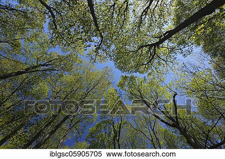 Forest, tree top in spring, Quebec Province, Canada, North America View Large Photo Image Stock Photography - Forest, tree top in spring, Quebec Province, Canada, North America. Fotosearch