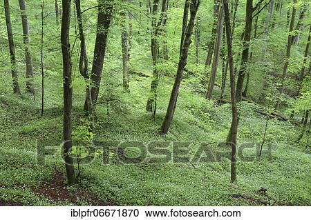 Forest with blooming wild garlic in spring, Switzerland, Europe View Large Photo Image Stock Image - Forest with blooming wild garlic in spring, Switzerland, Europe. Fotosearch