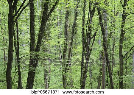 Forest with blooming wild garlic in spring, Switzerland, Europe View Large Photo Image Stock Image - Forest with blooming wild garlic in spring, Switzerland, Europe. Fotosearch